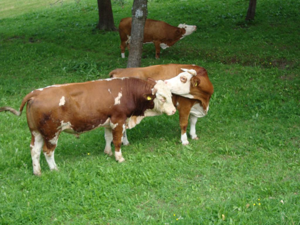 Farm stay Turisticna Kmetija Ramsak